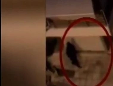 Βίντεο: Η στιγμή της σύλληψης των δύο αλβανών εκτελεστών